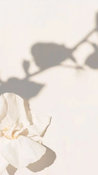 beautiful backgound photo with shadow of flower